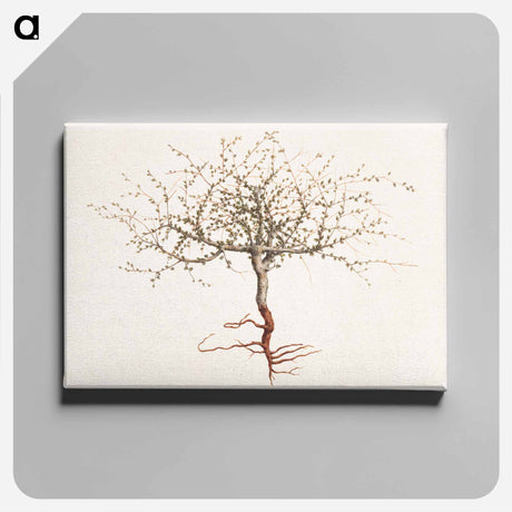 アートパネル-Commiphora gileadensis
 - ルイージ バルガーニ Canvas.