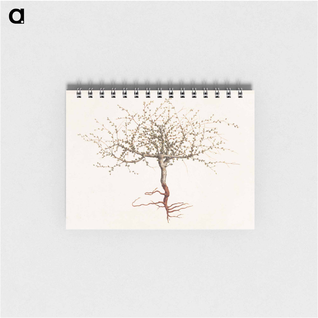 Commiphora gileadensis
 - ルイージ バルガーニ Memo.