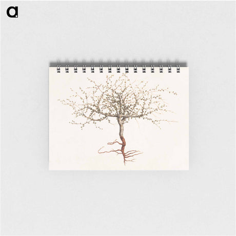 アートメモ帳-Commiphora gileadensis
 - ルイージ バルガーニ Memo.