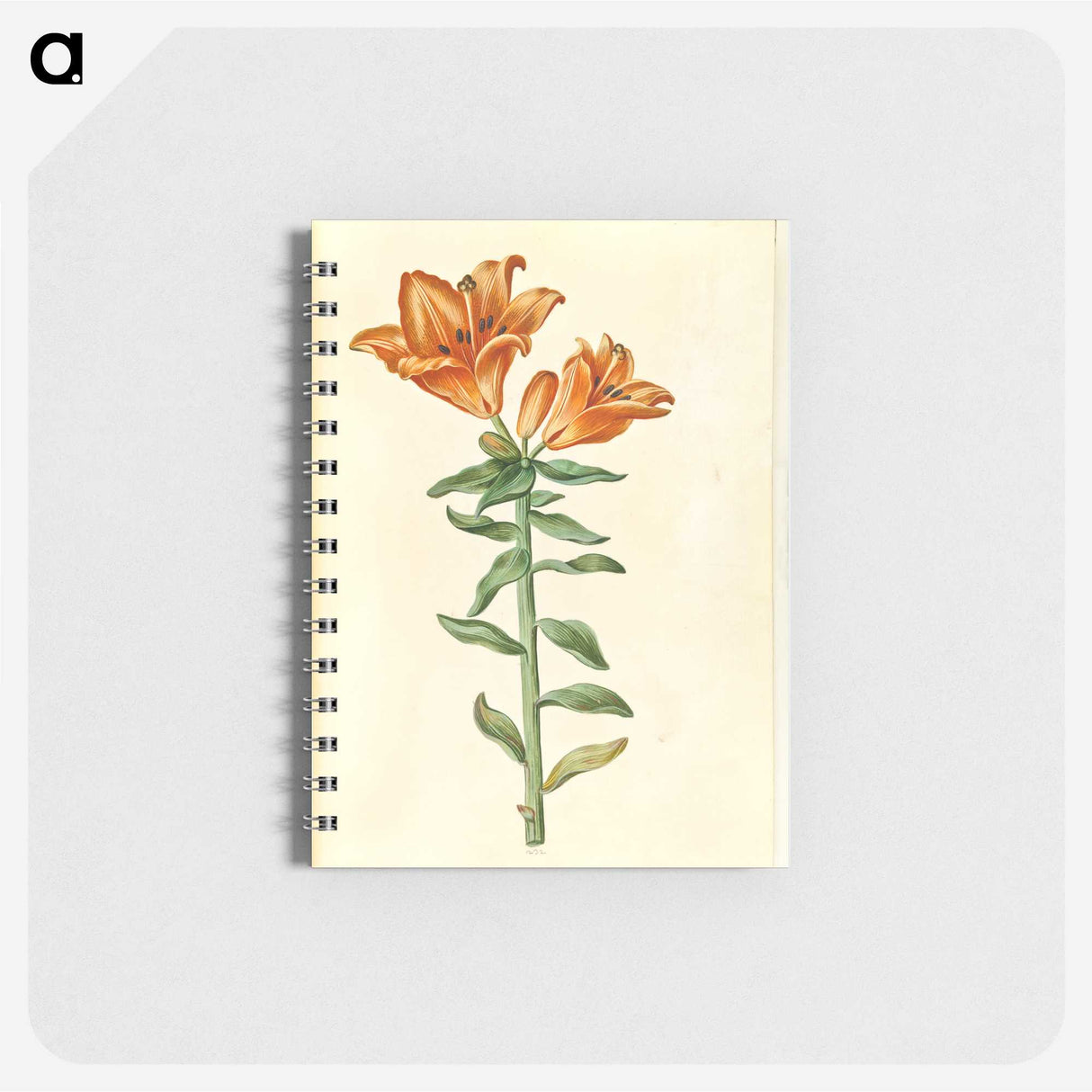 2-21_Maria-Sibylla-Merian_memo