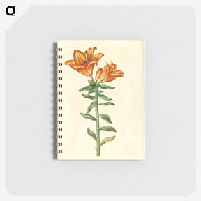 2-21_Maria-Sibylla-Merian_memo