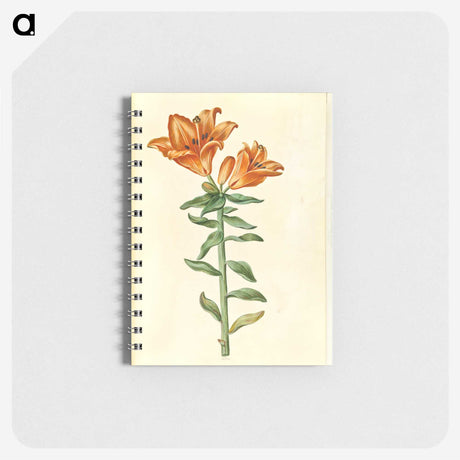 2-21_Maria-Sibylla-Merian_memo