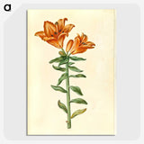 2-21_Maria-Sibylla-Merian_picture-crop