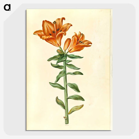 2-21_Maria-Sibylla-Merian_picture-crop