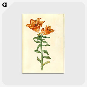 2-21_Maria-Sibylla-Merian_postcard