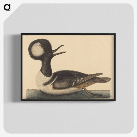2-21_Mark-Catesby_blk-crop
