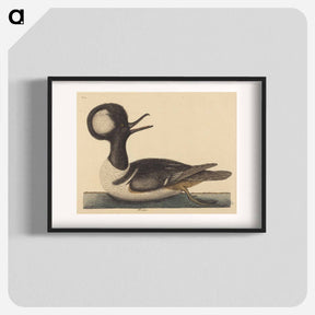 アートポスター-The Round Crested Duck
 - マーク ケイツビー Poster.