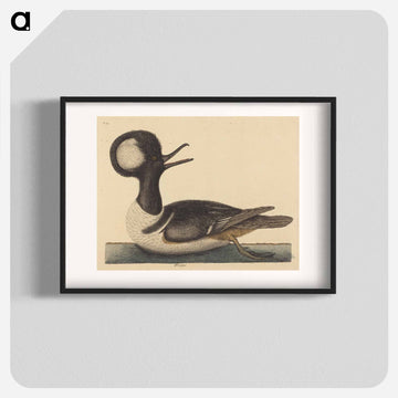 The Round Crested Duck
 - マーク ケイツビー Poster.