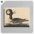 アートパネル-The Round Crested Duck
 - マーク ケイツビー Canvas.