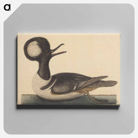 アートパネル-The Round Crested Duck
 - マーク ケイツビー Canvas.