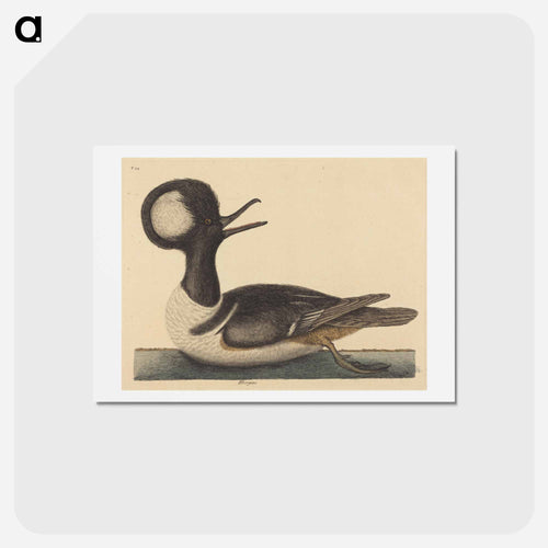 The Round Crested Duck
 - Mark Catesby Postcard.