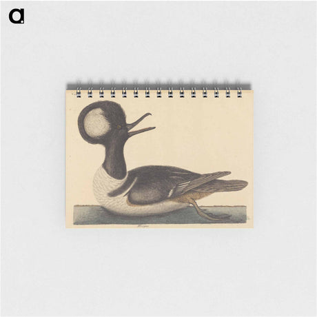 アートメモ帳-The Round Crested Duck
 - マーク ケイツビー Memo.