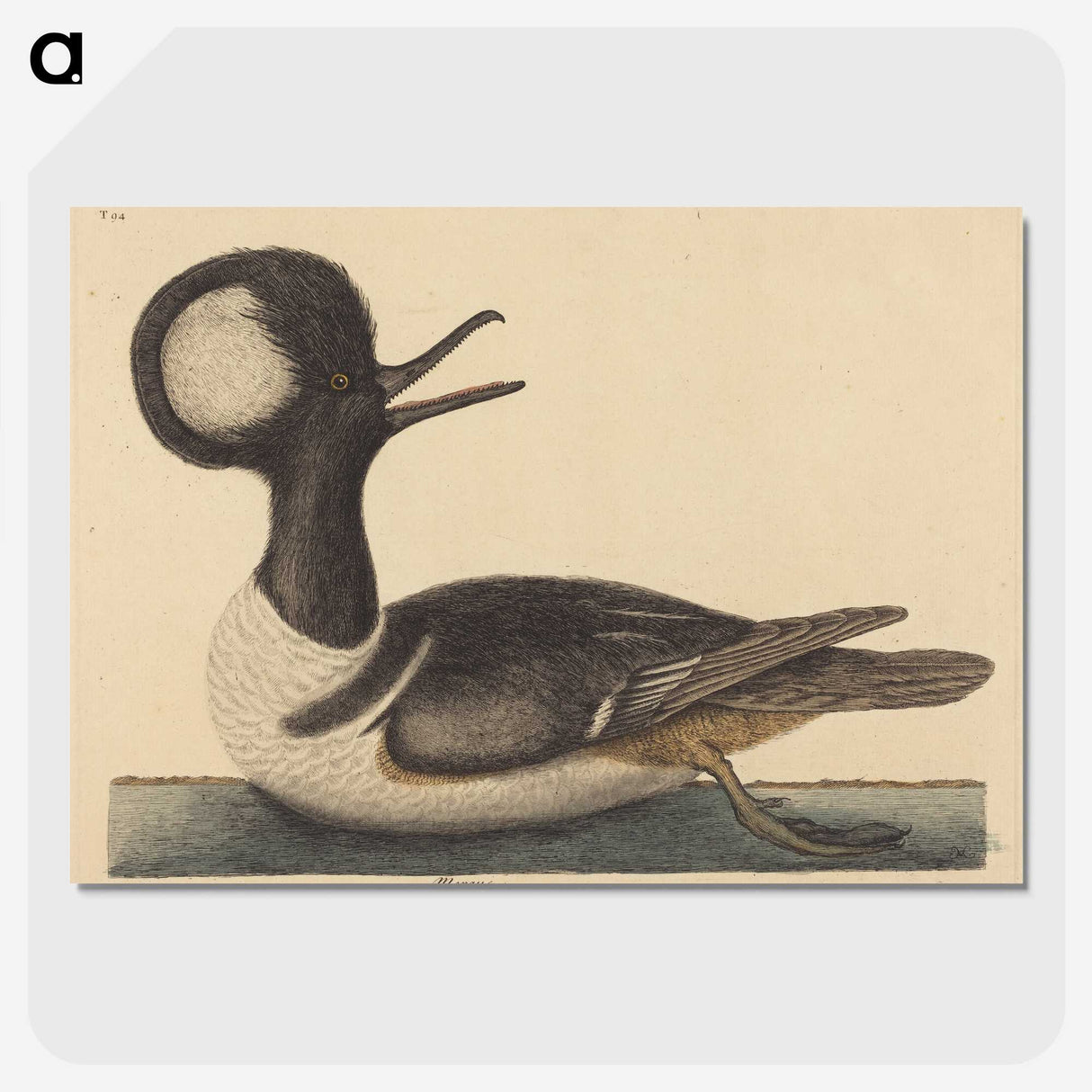 2-21_Mark-Catesby_picture-crop