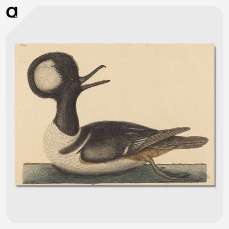 2-21_Mark-Catesby_picture-crop