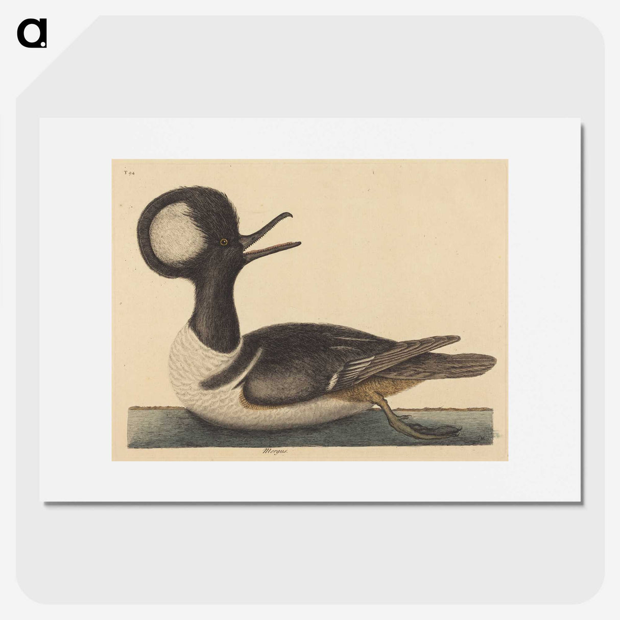 2-21_Mark-Catesby_picture