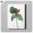 2-21_Mary-Vaux-Walcott_canvas
