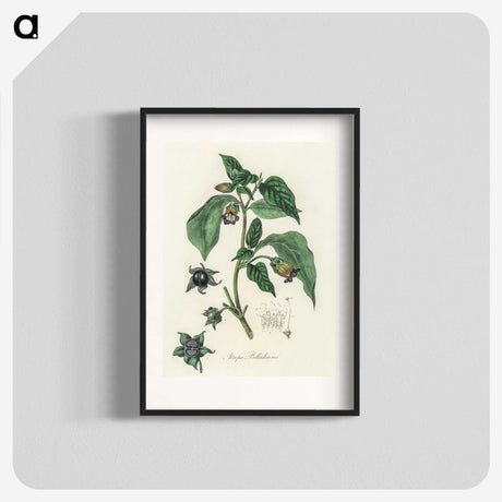 2-21_Medical-Botany_blk