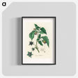 アートポスター-Atropa belladonna
 - 薬用植物学 Poster.