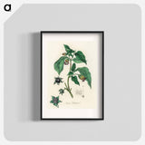 アートポスター-Atropa belladonna
 - 薬用植物学 Poster.