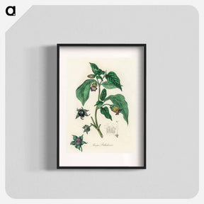 アートポスター-Atropa belladonna
 - 薬用植物学 Poster.