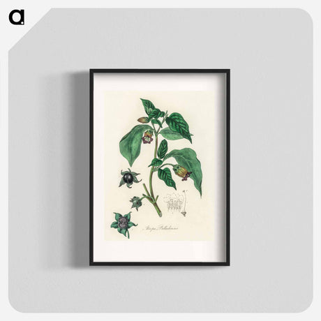アートポスター-Atropa belladonna
 - 薬用植物学 Poster.