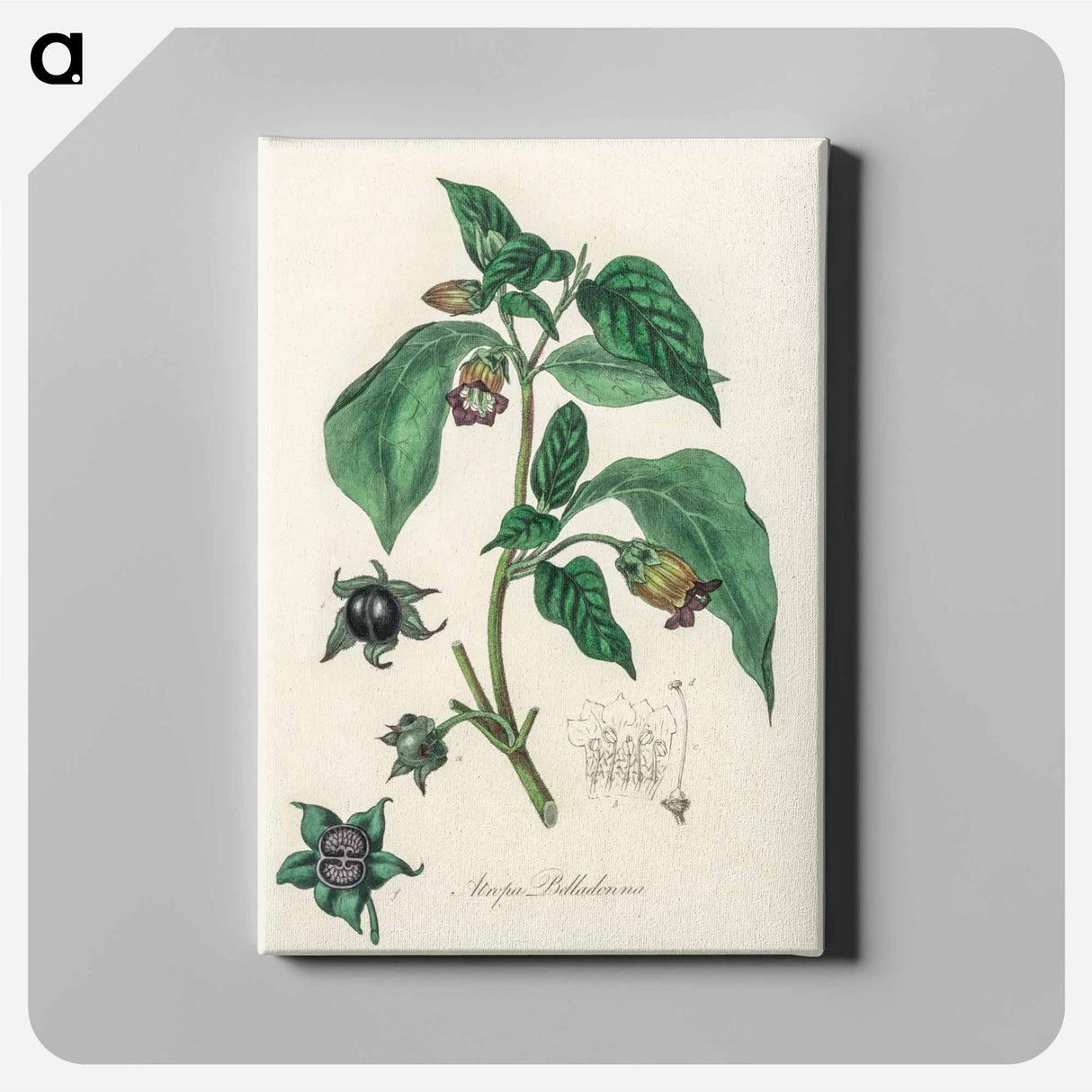 アートパネル-Atropa belladonna
 - 薬用植物学 Canvas.