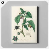 アートパネル-Atropa belladonna
 - 薬用植物学 Canvas.
