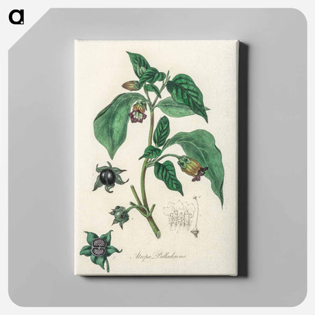 アートパネル-Atropa belladonna
 - 薬用植物学 Canvas.