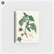 アートメモ帳-Atropa belladonna
 - 薬用植物学 Memo.