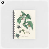 アートメモ帳-Atropa belladonna
 - 薬用植物学 Memo.