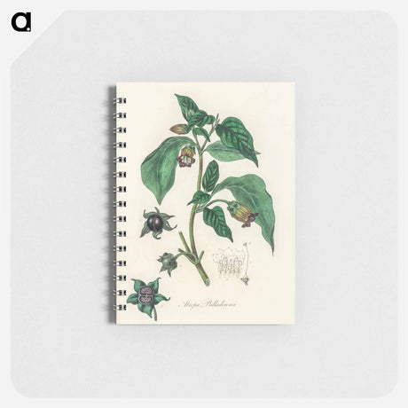 アートメモ帳-Atropa belladonna
 - 薬用植物学 Memo.