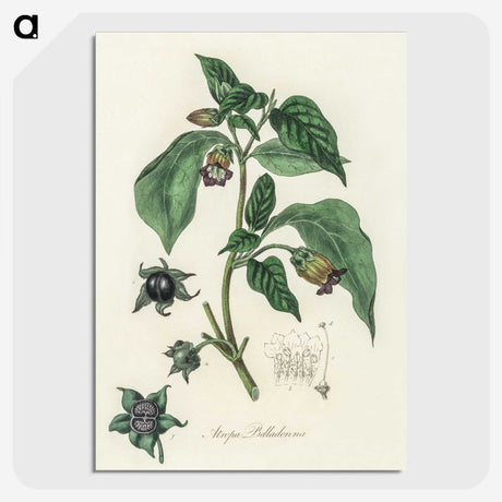 2-21_Medical-Botany_picture-crop