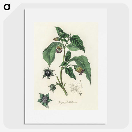 2-21_Medical-Botany_picture