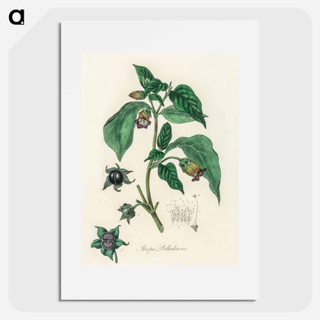 アートポスター-Atropa belladonna
 - 薬用植物学 Poster.