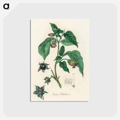 Atropa belladonna
 - Medicinal Botany Postcard.