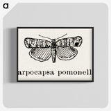 2-21_Moths-and-Butterflies-of-the-United-States_blk-crop
