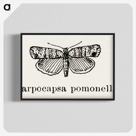 2-21_Moths-and-Butterflies-of-the-United-States_blk-crop