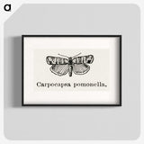 2-21_Moths-and-Butterflies-of-the-United-States_blk