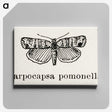 2-21_Moths-and-Butterflies-of-the-United-States_canvas