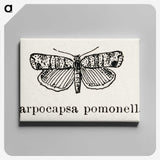 2-21_Moths-and-Butterflies-of-the-United-States_canvas