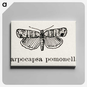 2-21_Moths-and-Butterflies-of-the-United-States_canvas