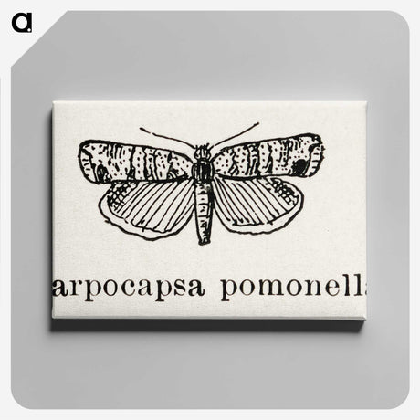 2-21_Moths-and-Butterflies-of-the-United-States_canvas