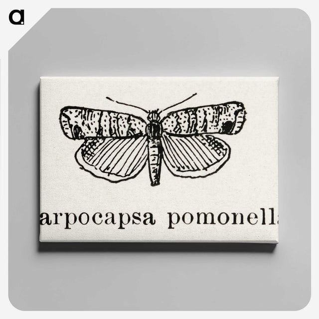 2-21_Moths-and-Butterflies-of-the-United-States_canvas