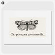 2-21_Moths-and-Butterflies-of-the-United-States_picture