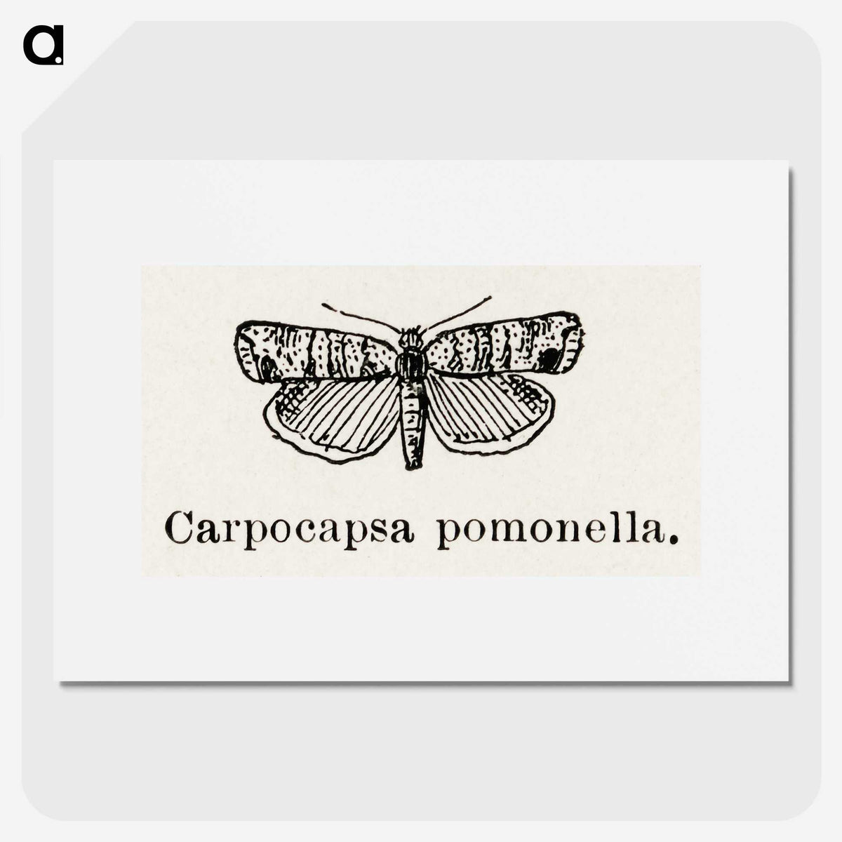 2-21_Moths-and-Butterflies-of-the-United-States_picture