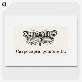 2-21_Moths-and-Butterflies-of-the-United-States_picture