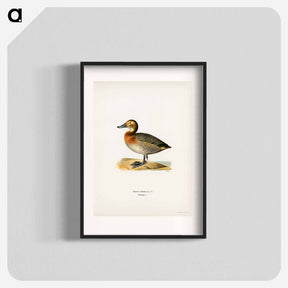 アートポスター-Common Pochard Female
 - スヴェンスカ フォグラル Poster.