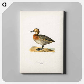 アートパネル-Common Pochard Female
 - スヴェンスカ フォグラル Canvas.