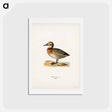 アートポストカード-Common Pochard Female
 - スヴェンスカ フォグラル Postcard.