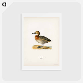 アートポストカード-Common Pochard Female
 - スヴェンスカ フォグラル Postcard.